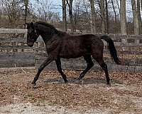 lg-star-lft-hind-coronet-rt-horse