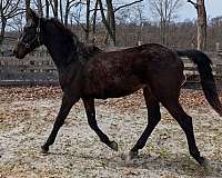 bay-lg-star-lft-hind-coronet-rt-horse