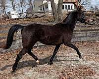 attentive-morgan-horse