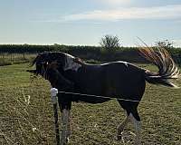 missouri-fox-trotter-mare