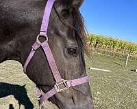 missouri-fox-trotter-horse-for-sale