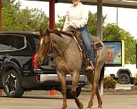 ranch-quarter-horse