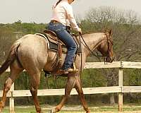 penning-quarter-horse