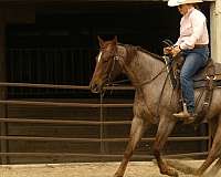 ranch-versatility-quarter-horse