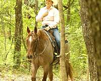 ranch-work-quarter-horse