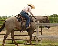 roping-quarter-horse
