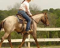 team-penning-quarter-horse