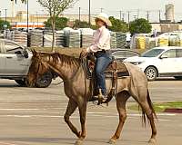 trail-class-competition-quarter-horse