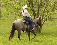 trail-quarter-horse