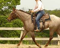 western-dressage-quarter-horse