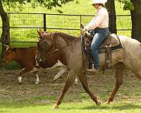 western-riding-quarter-horse