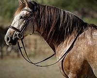 grey-andalusian-gelding