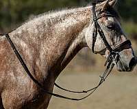 dressage-gelding