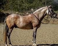 grey-dressage-horse