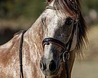 grey-ialha-gelding