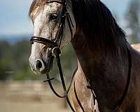dressage-horse