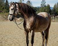 dressage