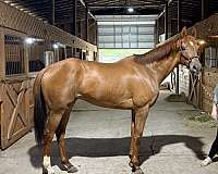 right-off-horse