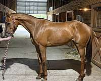 right-off-gelding