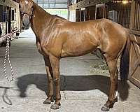 chestnut-thoroughbred-horse