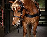 driving-draft-horse