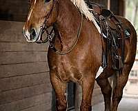 eventing-draft-horse