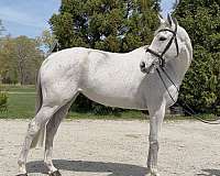 sale-or-lease-mare