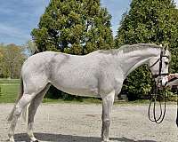 grey-snip-star-horse