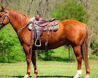 all-around-quarter-pony
