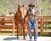athletic-quarter-pony