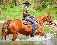 beginner-quarter-pony