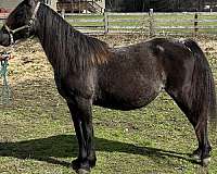 delilah-tennessee-walking-horse