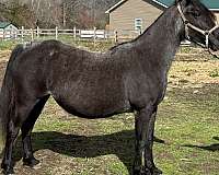 silver-dapple-twh-tennessee-walking-horse