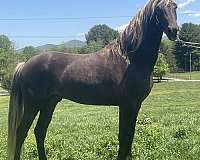 silver-dapple-twh-horse
