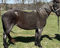 not-broke-tennessee-walking-horse
