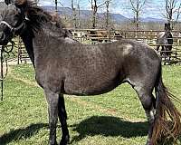homozygous-blue-roan-mare