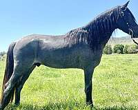 none-horse