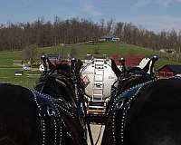 black-none-horse