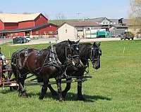 driving-percheron-horse