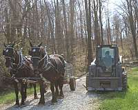 harness-percheron-horse