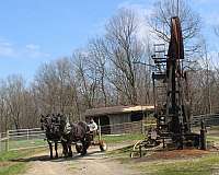 parade-percheron-horse