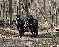 pleasure-driving-percheron-horse
