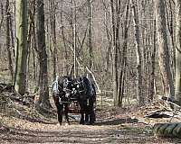 team-driving-percheron-horse