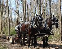 black-percheron-mare