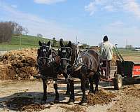 black-driving-horse