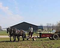 black-harness-horse