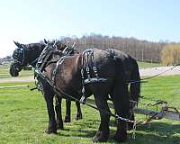 black-parade-horse