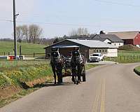 black-pleasure-driving-horse
