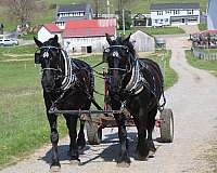 driving-mare