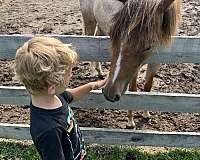 red-roan-strip-pony